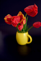 red and yellow tulips on a black background