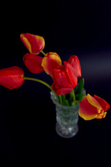 Obraz premium red and yellow tulips on a black background