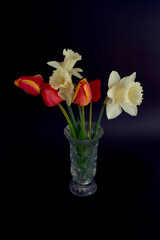 tulips and daffodils in a crystal vase on a black background