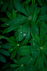 Fototapeta premium texture of lupine leaves in raindrops, smartphone background