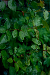 rose leaves with raindrops, smartphone background