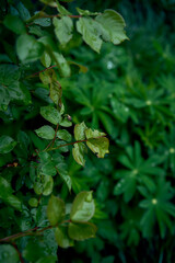 rose leaves with raindrops, smartphone background