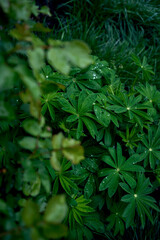 texture of lupine leaves in raindrops, smartphone background