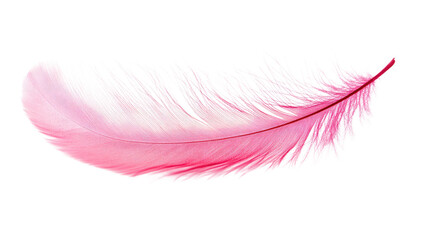 feather on a white transparent background © Sandra