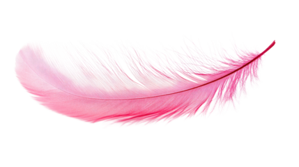 feather on a white transparent background