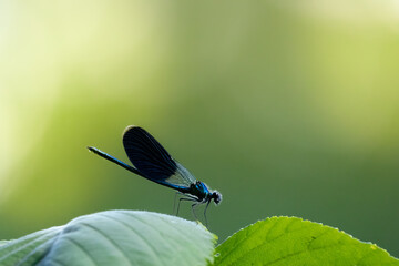A beautyful blue dragonfly on a little branch.