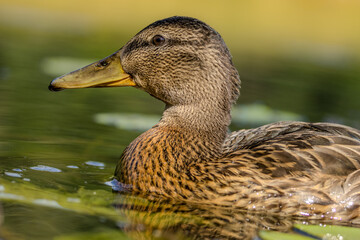 A female mallard duck swimming in a pond in Lithuania at a sunny day in summer.