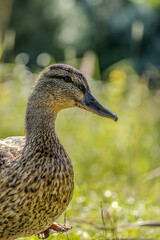 A female mallard duck walking next to a pond in Lithuania at a sunny day in summer.
