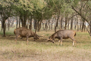 Two male sambhar deers fighting, Ranthambhore, Rajasthan, India