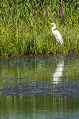 A great egret standing on a wet meadow at a little pond next to Vilnius in Lithuania at a sunny day in summer.