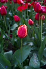 red wilting tulips covered with water drops after rain