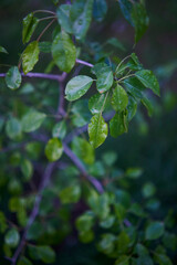 grass covered with dew, plant background