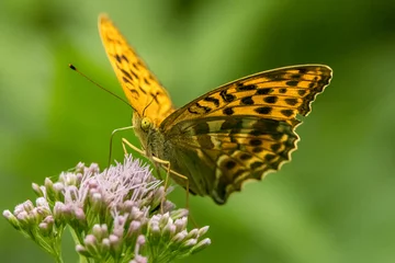 A very small brown beautiful butterfly sitting on a leaf in a meadow at a sunny and bright day in summer. © ms_pics_and_more