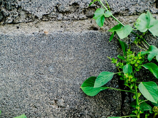resilient plant grows out of a crack in a weathered brick wall, showcasing the beauty and tenacity of nature.
