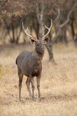 Sambhar Deer, Rusa unicolor, Ranthambhore, Rajasthan, India