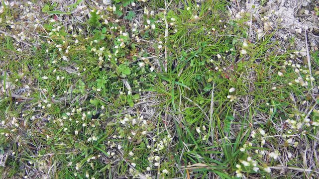 Plant ecology. Whiteblow (Draba verna), seaside, February-march. Real dwarf plant, short stem, small closed flowers. Dwarfism is fixed at genetic level in frigid climate. Anti-wind protection. Crimea