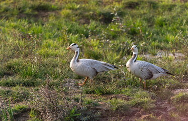 Bar-headed Geese, Anser indicus, Chambal River, Rajasthan, India