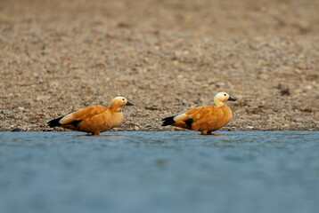 Ruddy Shellduck, Tadorna ferruginea, Chambal River, Rajasthan, India