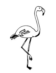 Simple hand drawn vector illustration with black outline. Flamingo bird, nature and animals, ornithology. Sketch in ink.