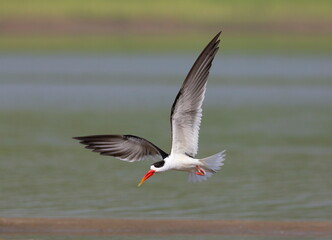 Skimmer in Flight, Tern-like birds in the family Laridae. Chambal River, Rajasthan, India