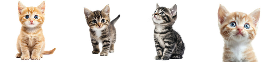 Adorable kittens sitting together on a bright background Transparent Background.