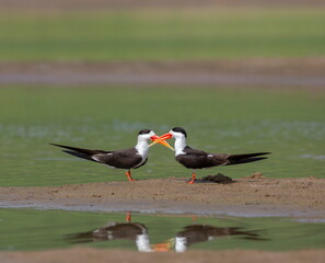 Skimmers Courtship, Tern-like birds in the family Laridae. Chambal River, Rajasthan, India