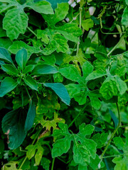 Lush Green Bitter Melon Foliage.