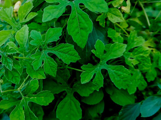 Lush Green Bitter Melon Foliage.