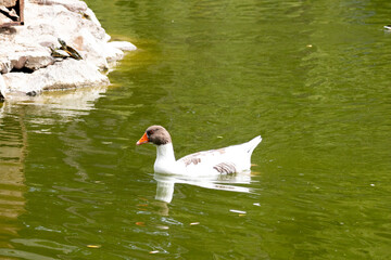 duck, bird, water, nature, wildlife, lake, animal, pond, swimming, wild, 