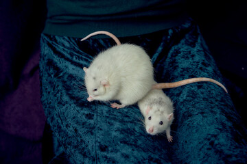 an  albino  standard rat and albino standard rat cuddles with theie owner