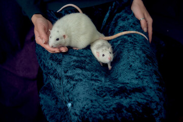 an  albino  standard rat and albino standard rat cuddles with theie owner