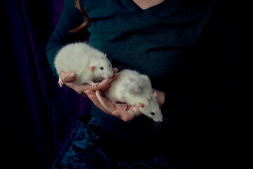 an  albino  standard rat and albino standard rat cuddles with theie owner