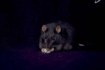 a fat berkshire standard rat eats popcorn