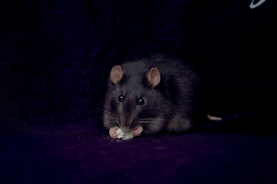 a fat berkshire standard rat eats popcorn