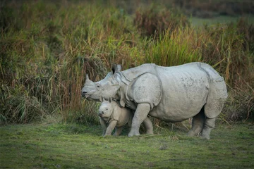 Gardinen Nashorn Rhino mother and calf, Kaziranga National Park, Assam, india  © RealityImages