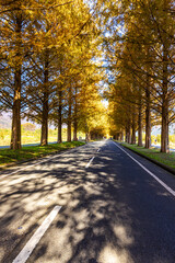 滋賀県　紅葉したメタセコイア並木
