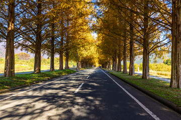 滋賀県　紅葉したメタセコイア並木
