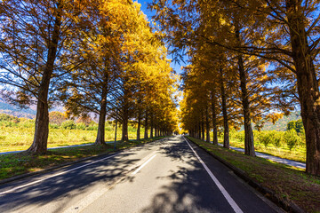 滋賀県　紅葉したメタセコイア並木
