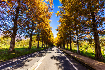 滋賀県　紅葉したメタセコイア並木
