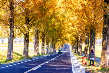滋賀県　紅葉したメタセコイア並木
