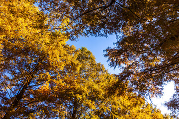 滋賀県　紅葉したメタセコイア並木
