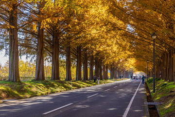 滋賀県　紅葉したメタセコイア並木
