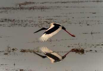 Black-necked stork in flight, Ephippiorhynchus asiaticus, Bharatpur, Rajasthan, India