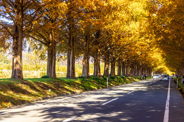 Naklejka premium 滋賀県 紅葉したメタセコイア並木 