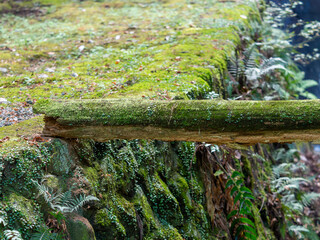 川に架けられた丸太の橋