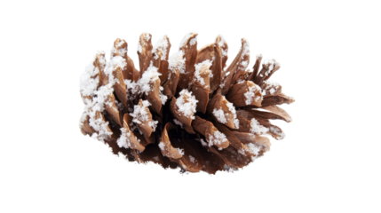cone with snow on a white transparent background