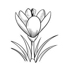 lily flower isolated on white