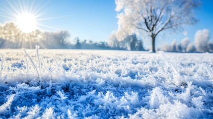 A serene winter landscape featuring frost-covered grass and a glistening tree under a bright sun, capturing the beauty of nature.