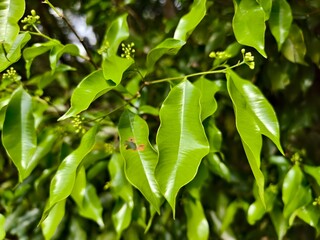 young agarwood leaves in the morning