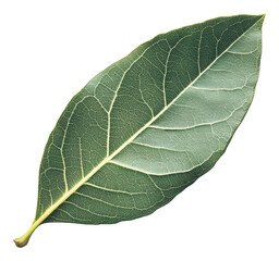 Obraz premium PNG Fresh bay leaf on white background